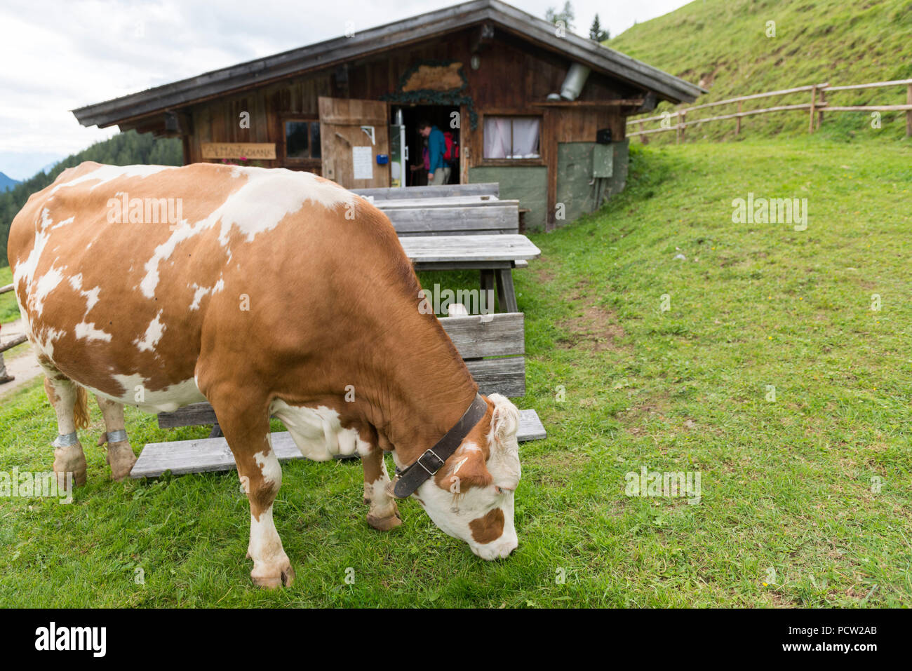 Austria, Tyrol, Alpbach valley, grazing cow at the Ausserhauseralm. Stock Photo