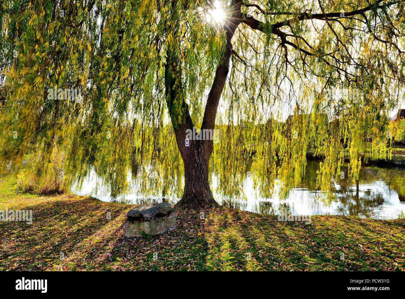 Real weeping willow, lake, Hohenroth, Rhön-Grabfeld, Lower Franconia, Bavaria, Germany Stock Photo
