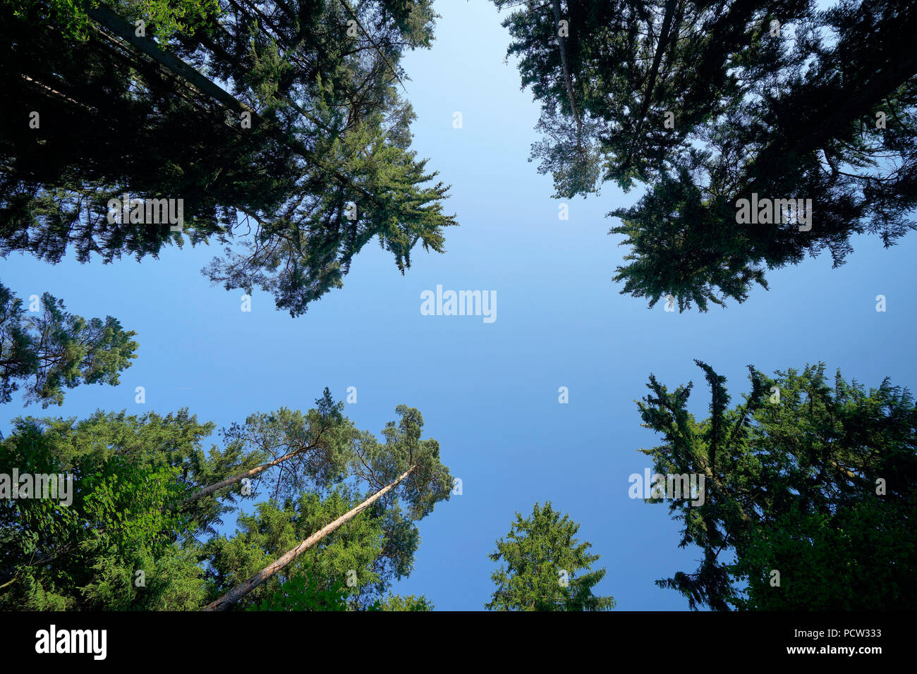 Forest glade, pines, bottom view, against blue sky, Germany, Bavaria, Altötting Stock Photo