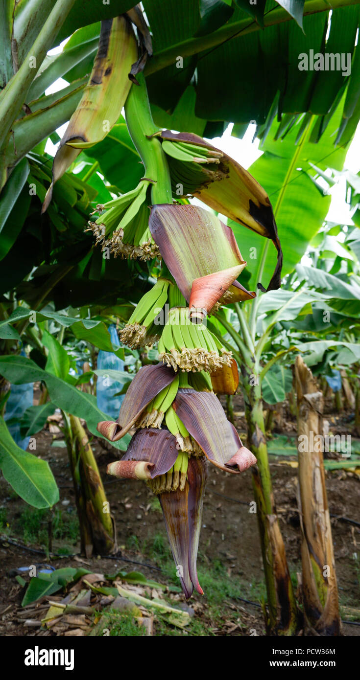 Banana Field Bunches and Flowers Stock Photo