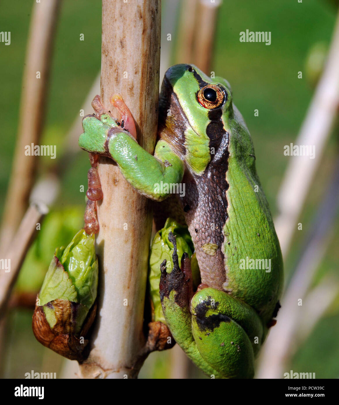 Tree frog male climbs up the branch of a green deciduous tree to his sun place Stock Photo