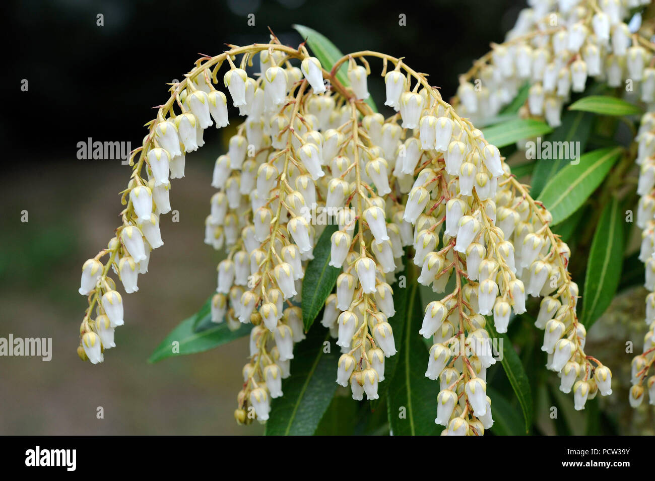 Rich flowering lavender heath Pieris japonica of the variety 'Flaming Silver' in the spring garden Stock Photo