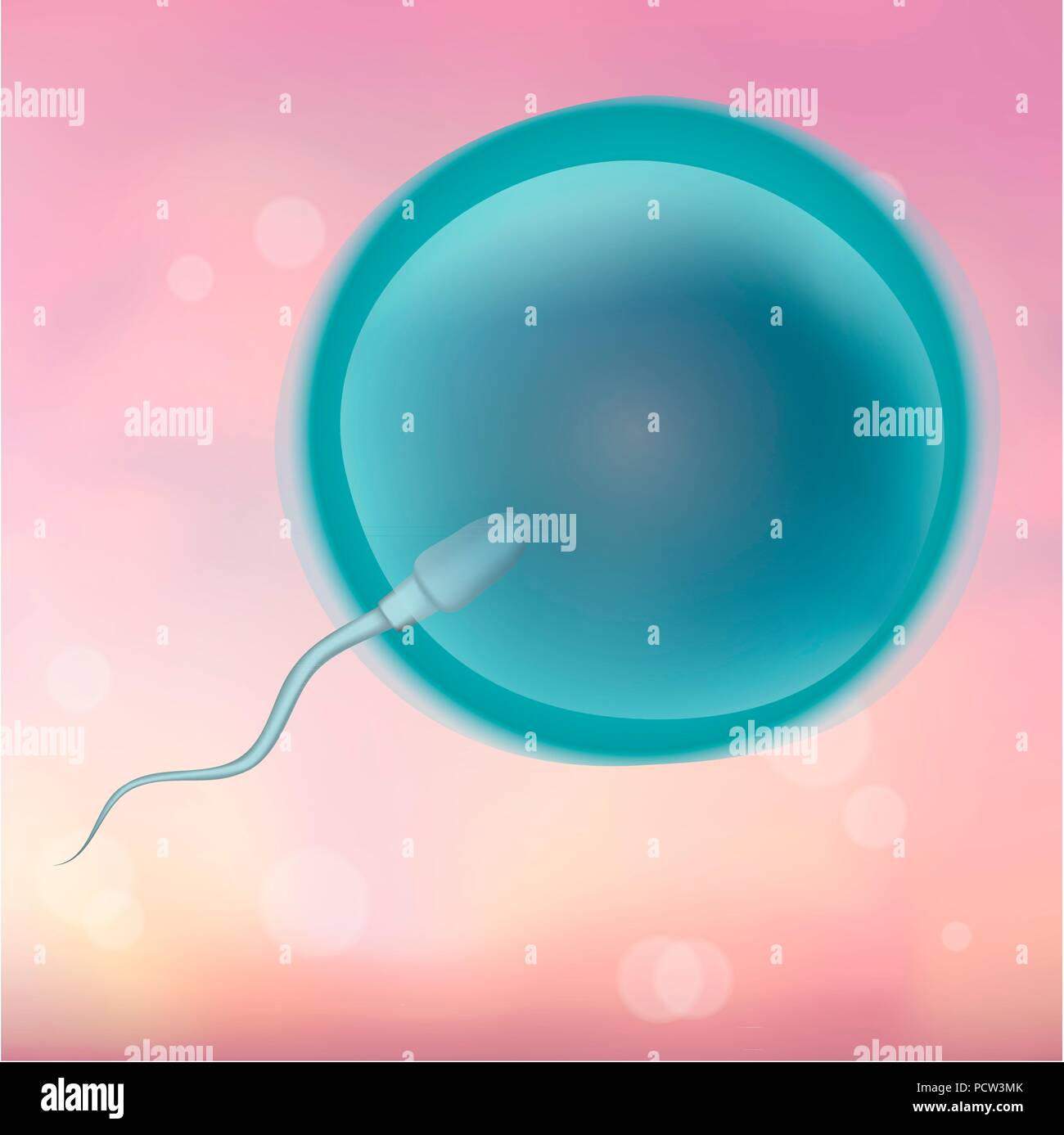 Sperm fertilizing an egg, illustration. Stock Photo
