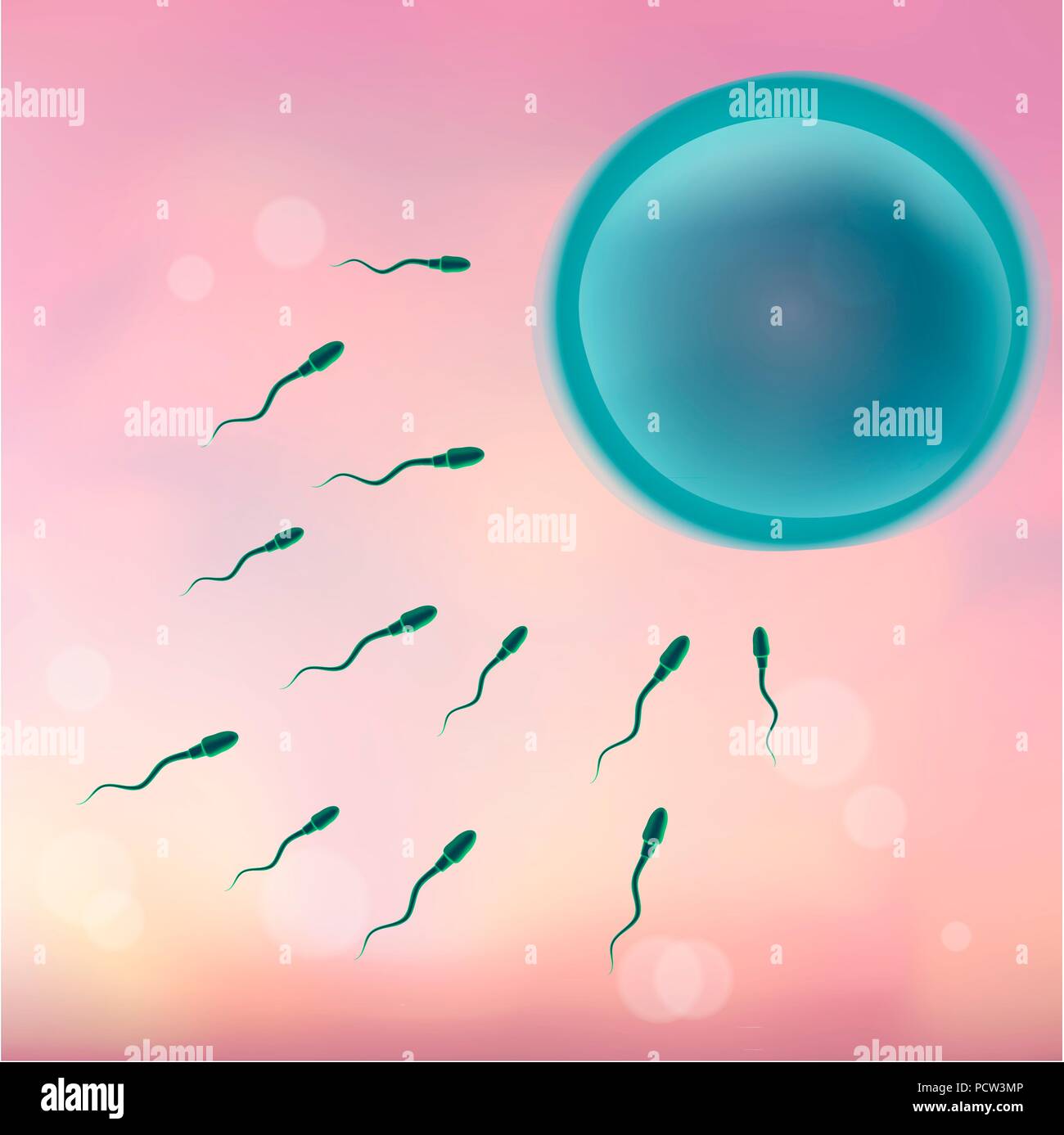 Human sperm and egg, illustration. Stock Photo