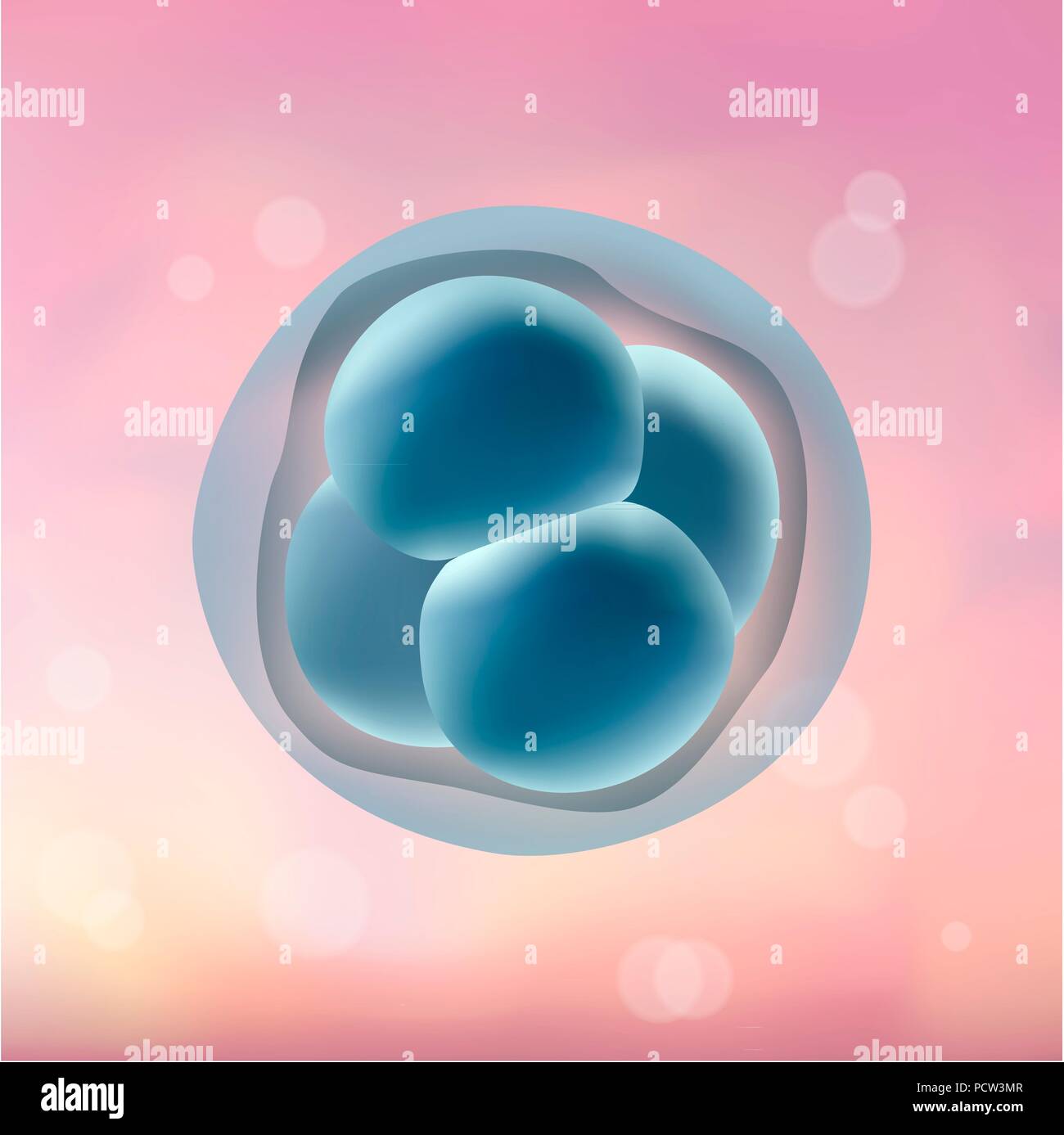 4-cell stage embryo, illustration. Stock Photo