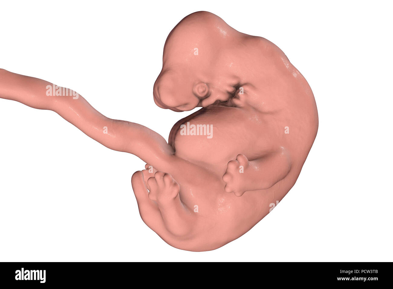 Human embryo at 6 weeks, computer illustration. Stock Photo