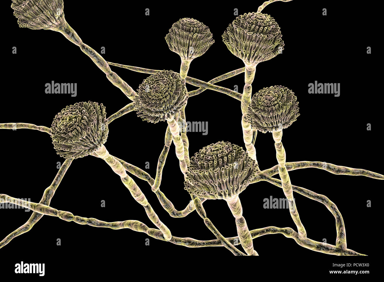 Computer illustration of fruiting bodies (conidiophores) and hyphae of the fungus Aspergillus fumigatus. A. fumigatus is a widely distributed saprophyte which grows on household dust, soil, and decaying vegetable matter, including stale food, hay and grain. Humans and animals constantly inhale numerous conidia of this fungus. A. fumigatus can cause a number of disorders in people with compromised immune function or other lung diseases, including allergy and the serious lung disease aspergillosis. This fungus can also spread to the brain, kidneys, liver and skin. Stock Photo