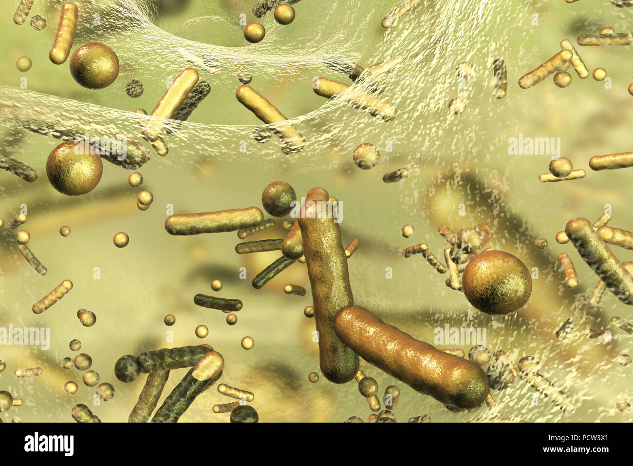 Spherical and rod-shaped bacteria inside biofilm, computer illustration. A biofilm is a colony of bacteria that forms a coating on a surface. Common places for biofilms to develop are in the mouth, where they can cause tooth cavities and gum disease, on contact lenses, where they can cause eye infections, on rocks submerged in water, and on industrial equipment, where they can cause fouling. Stock Photo