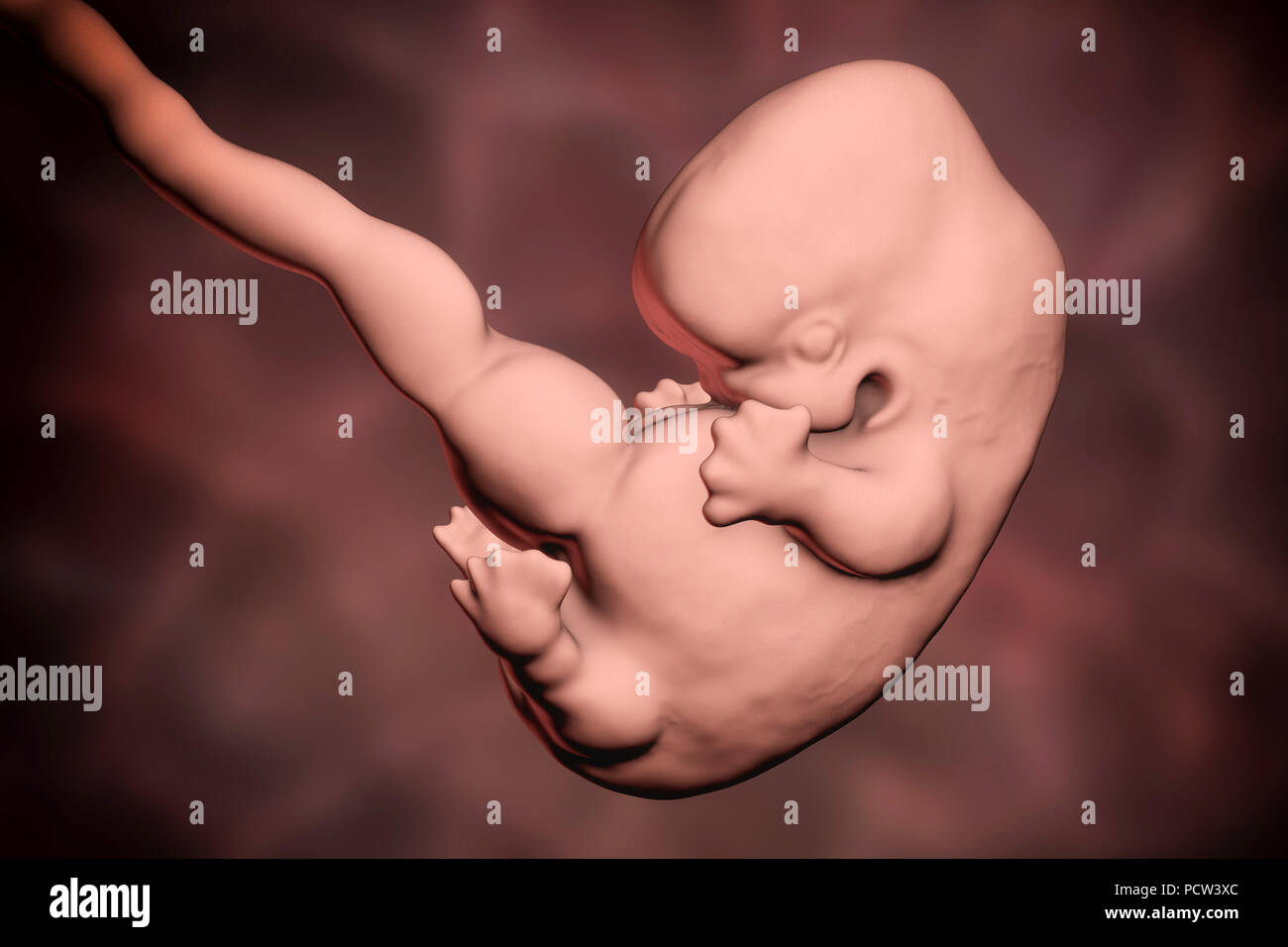 embryo at a week