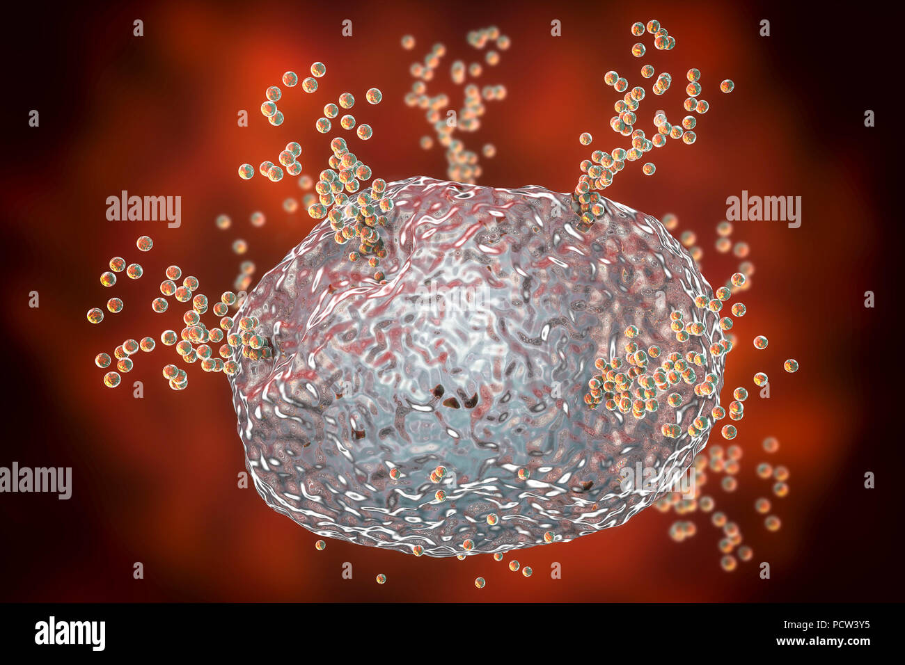 Mast cell releasing histamine during an allergic response,computer illustration.Mast cells are a type of leucocyte (white blood cell).They contain the chemical mediators histamine,serotonin and heparin.Histamine is released from mast cells in response to an allergen,causing a localized inflammatory immune response.When an allergen is encountered,B cells (not seen) produce antibodies which bind to protein receptor molecules on the surface of the mast cell.When two antibodies are cross-linked with an antigen the cell is activated to release its histamine by exocytosis. Stock Photo