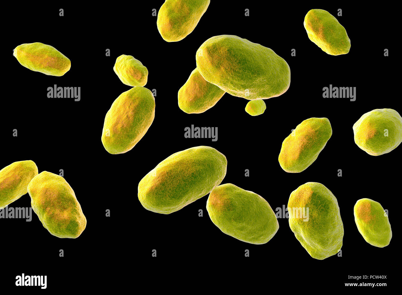 Computer illustration of the rod-shaped bacteria Yersinia enterocolitica (Gram negative), an enterobacteria.  may cause enteritis, an inflammation of the small intestines accompanied by abdominal pain, fever, vomiting and diarrhoea. It is thought to be a food poisoning organism. Although it has been isolated from a variety of food, none of the strains were associated with human infection. As of 1987, the pig appeared to be the only animal species to harbour the pathogenic human strain and it was uncertain whether it was an important source of human infection. Stock Photo
