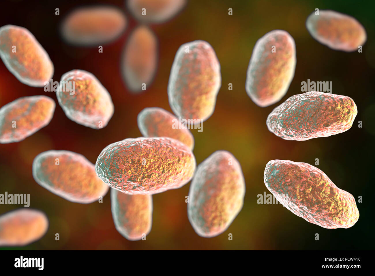 Computer illustration of the rod-shaped bacteria Yersinia pseudotuberculosis (Gram negative), an enterobacteria and the causative agent of Far East scarlet-like fever in humans. By symptoms it is similar to infection caused by Yersinia enterocolitica (fever and right-sided abdominal pain), but diarrhea is often absent. Stock Photo
