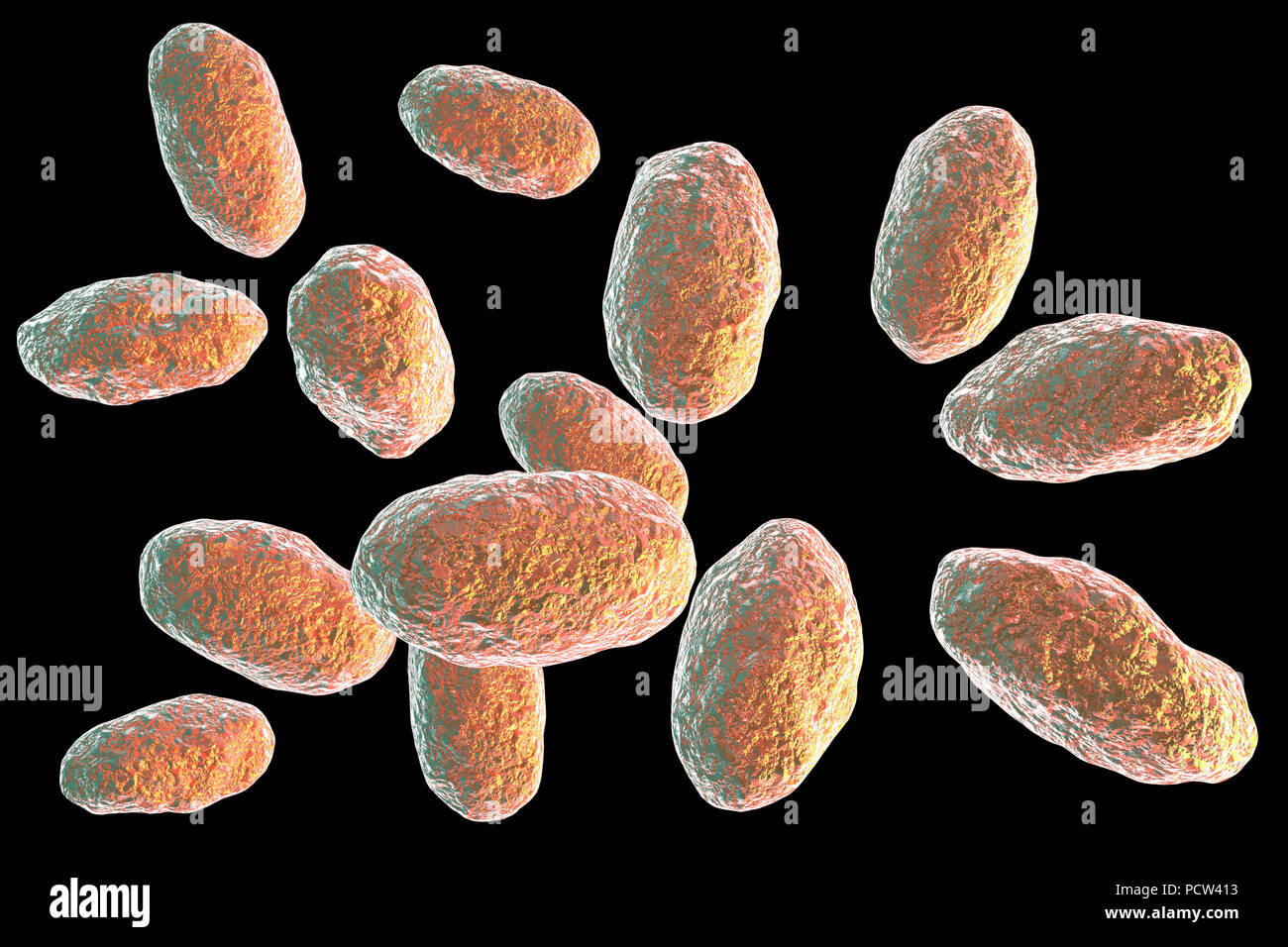 Computer illustration of the rod-shaped bacteria Yersinia pseudotuberculosis (Gram negative), an enterobacteria and the causative agent of Far East scarlet-like fever in humans. By symptoms it is similar to infection caused by Yersinia enterocolitica (fever and right-sided abdominal pain), but diarrhea is often absent. Stock Photo