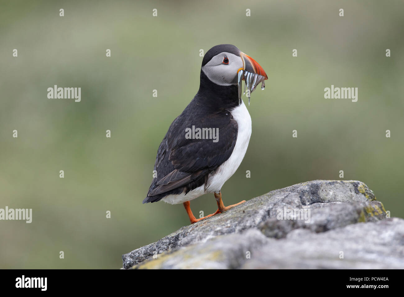 Puffin on a rock on cliff edge Stock Photo
