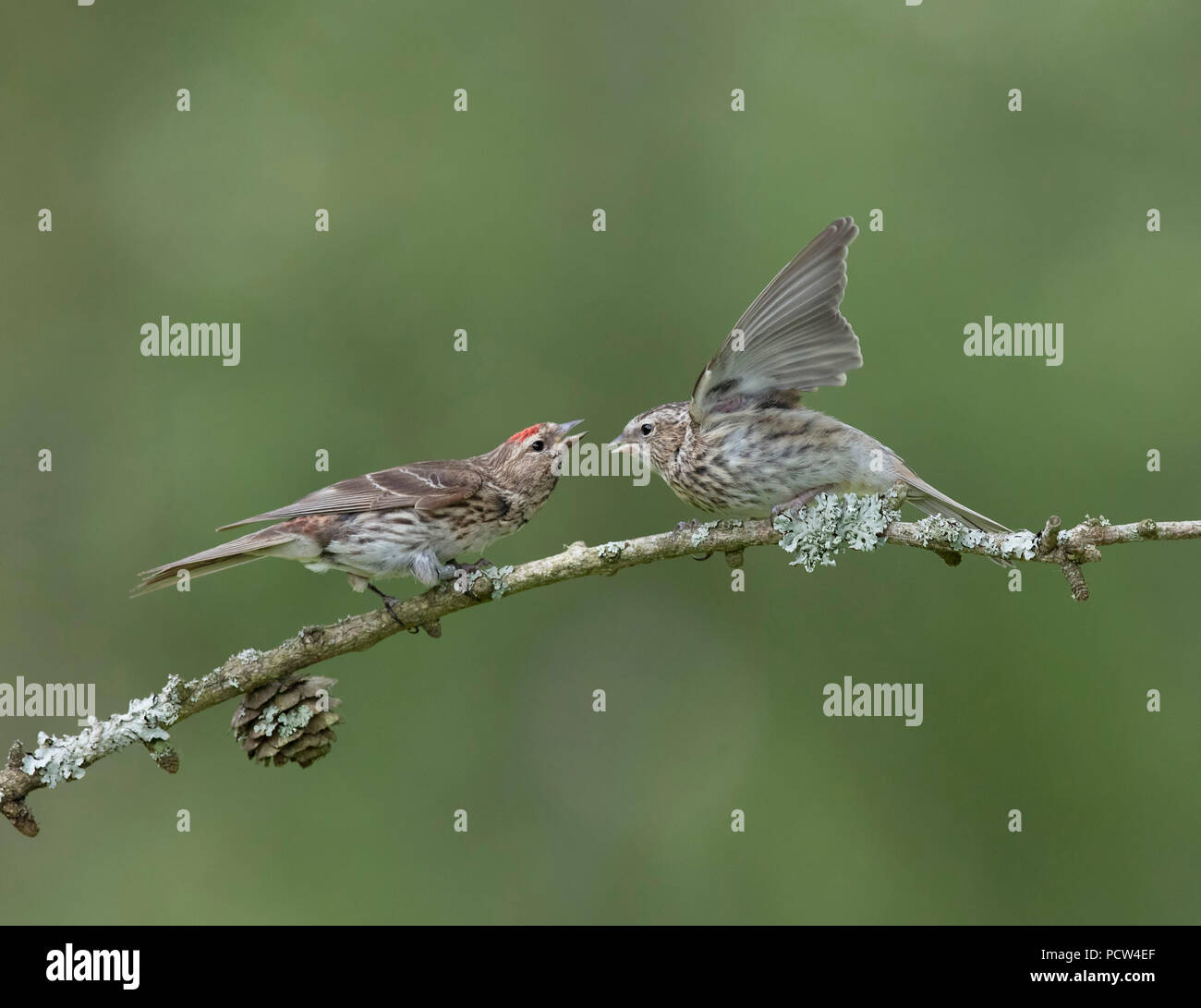 Redpole baby bird being fed by adult hires stock photography and