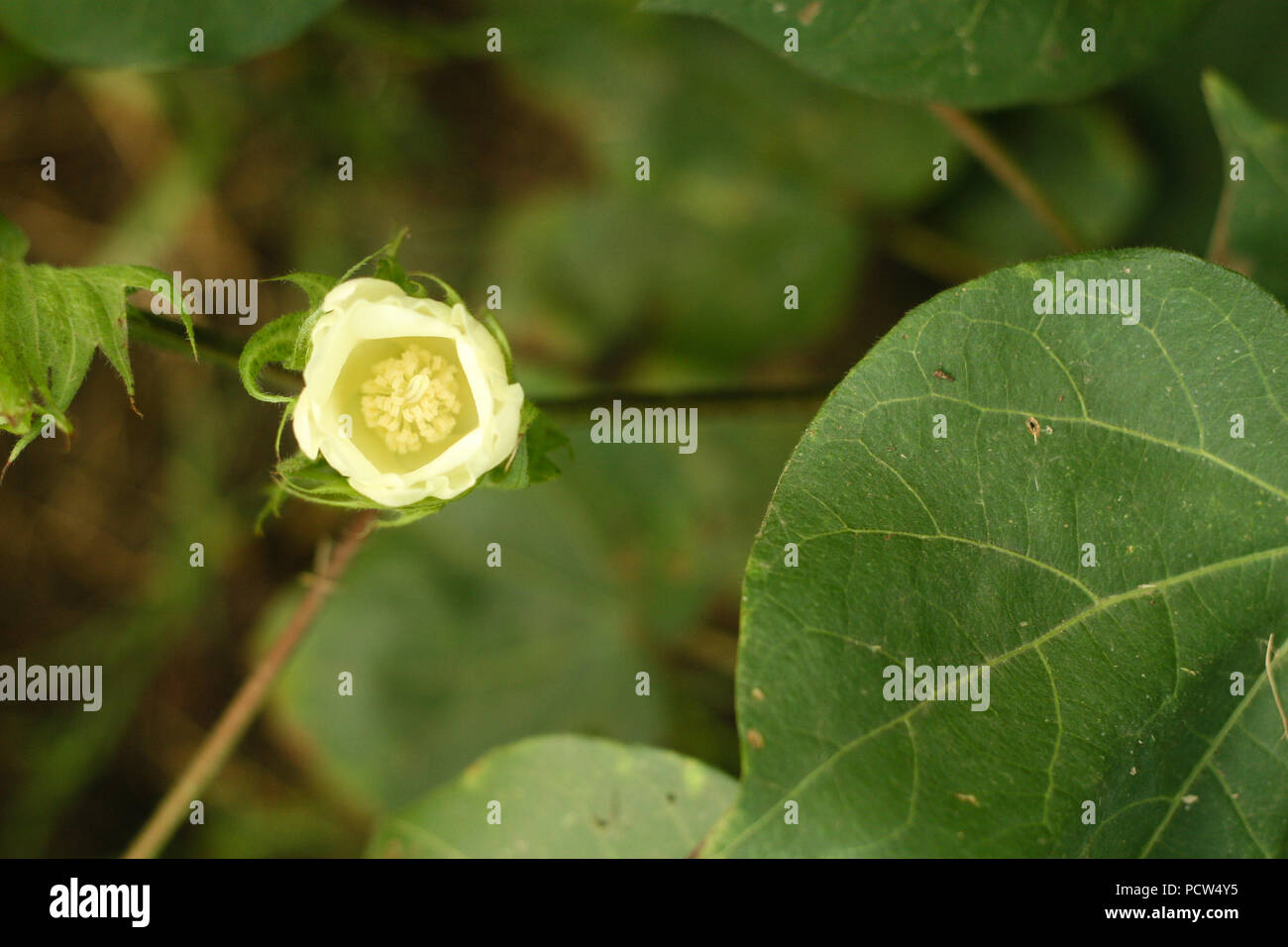 Cotton Plant Flower Stock Photo