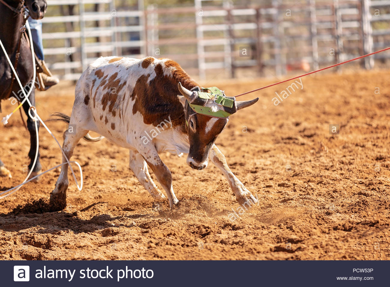 Team Roping Stock Photos & Team Roping Stock Images - Alamy