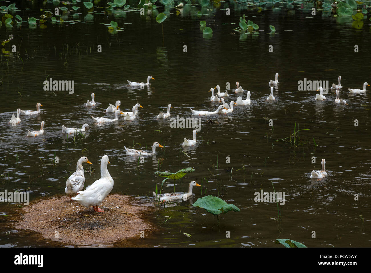 Two Duck parents standing and watching their chics swim like humans do. Stock Photo