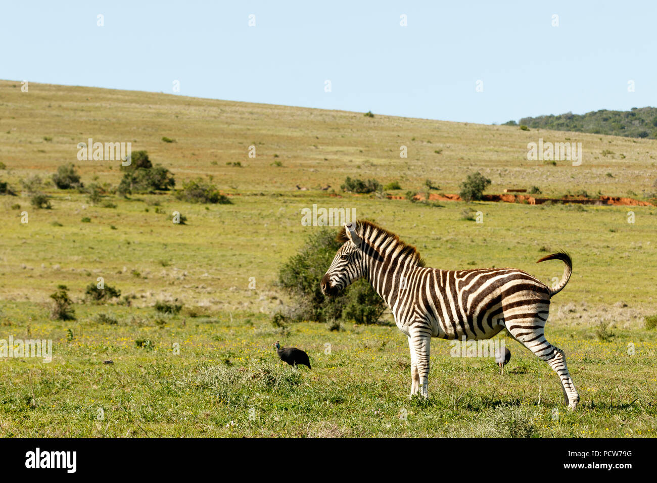 Zebra standing in the field wetting the grass Stock Photo