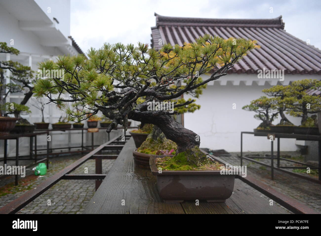 Bonsai trees on display in Japan Stock Photo