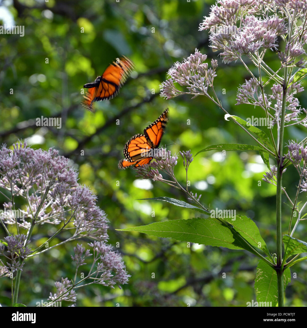 Monarch butterfly in the wildflower habitat at the Alfred Caldwell Lily Pool at the Lincoln Park Zoo in Chicago. Stock Photo
