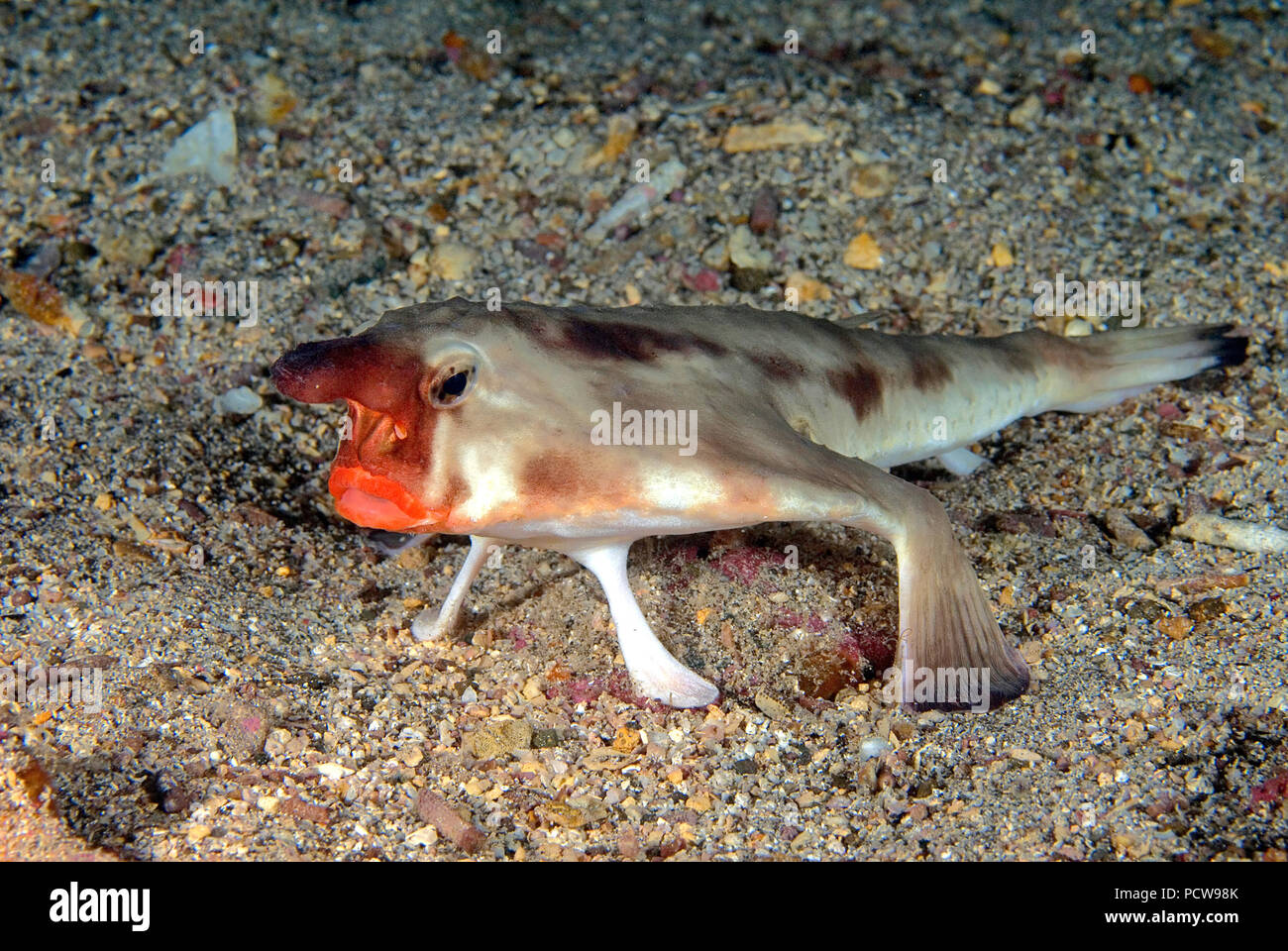 Red-lipped batfish or Galapagos batfish (Ogcocephalus darwini), Galapagos Islands, Ecuador Stock Photo