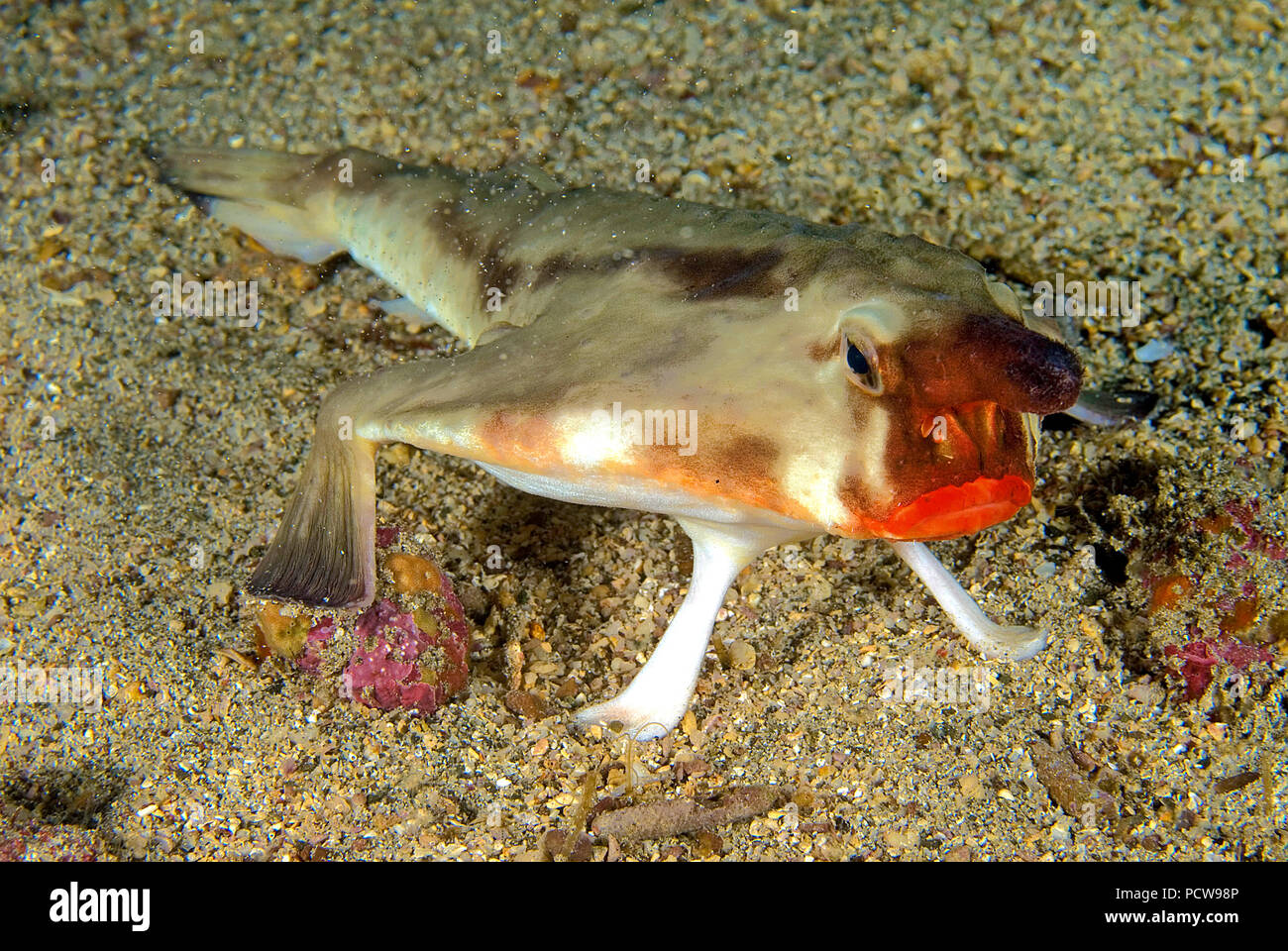 Red-lipped batfish or Galapagos batfish (Ogcocephalus darwini ...