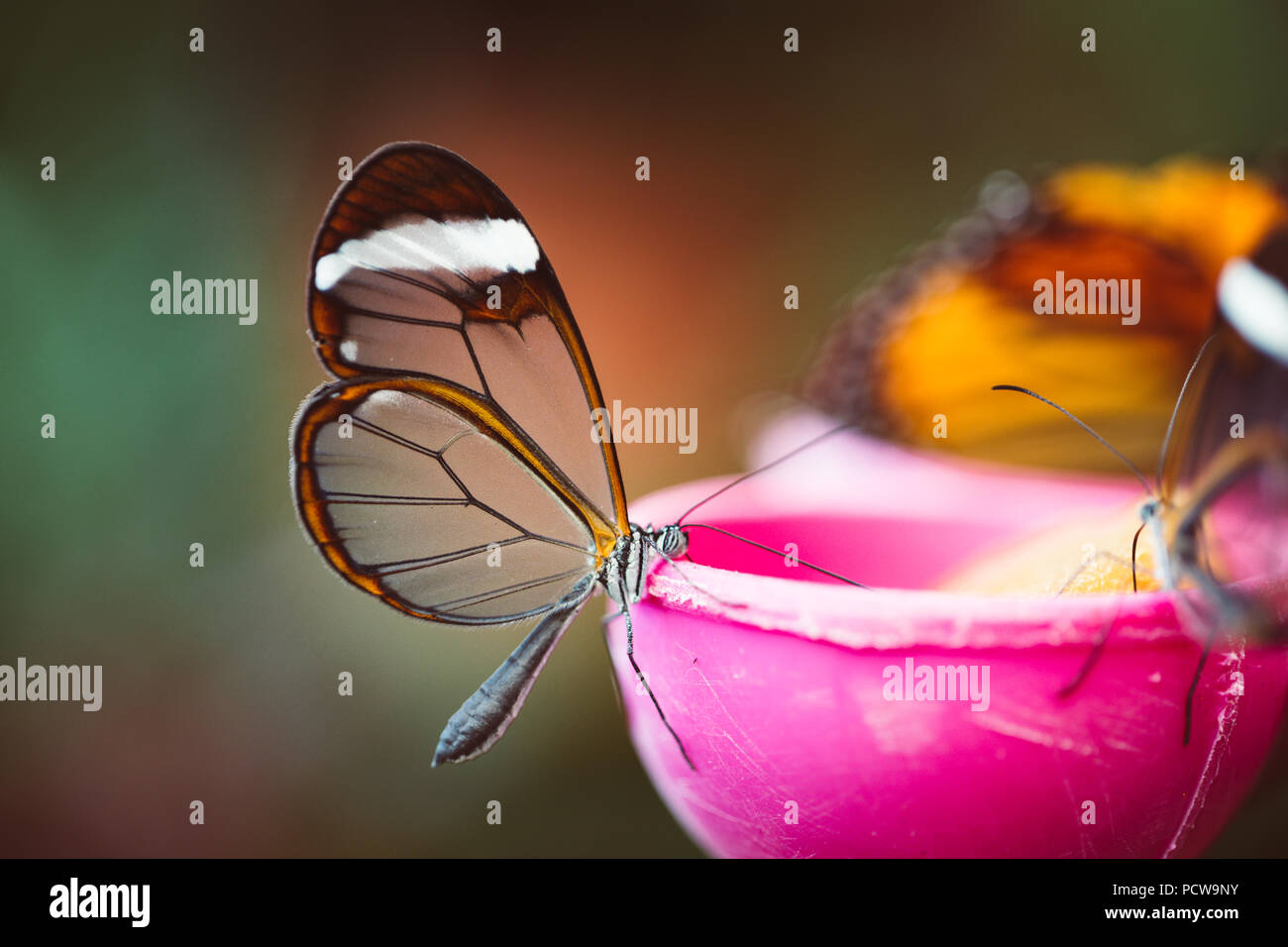 Butterfly With Transparent Wings Which Setting On Food Feeder