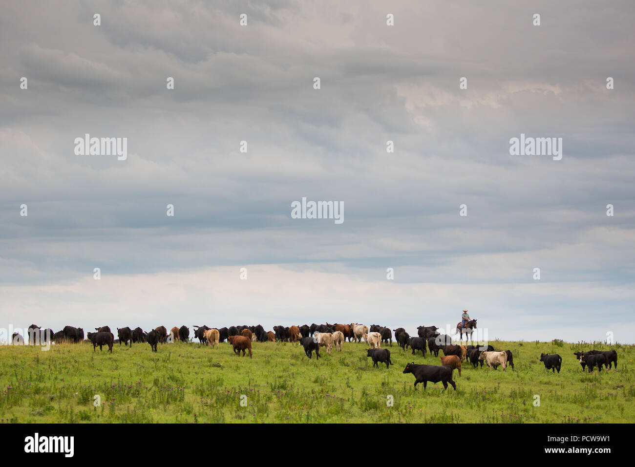 Scenic view of cowboys rounding up cattle on a ranch, Flint Hills, Kansas, USA Stock Photo