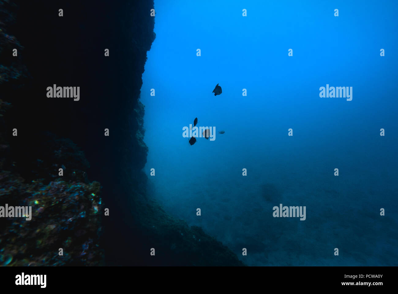 Underwater rocky bottom Stock Photo - Alamy