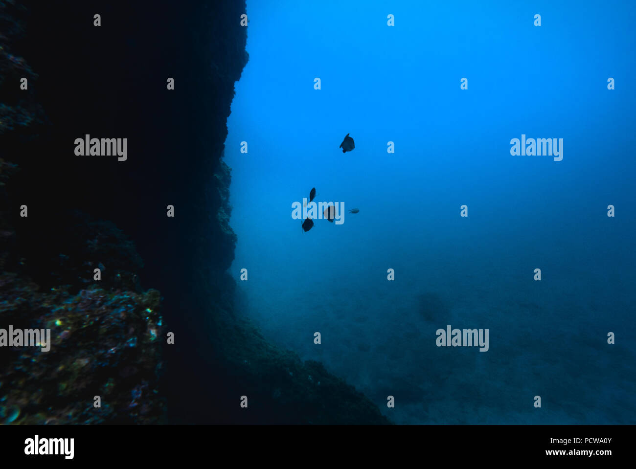 Underwater rocky bottom. Stock Photo