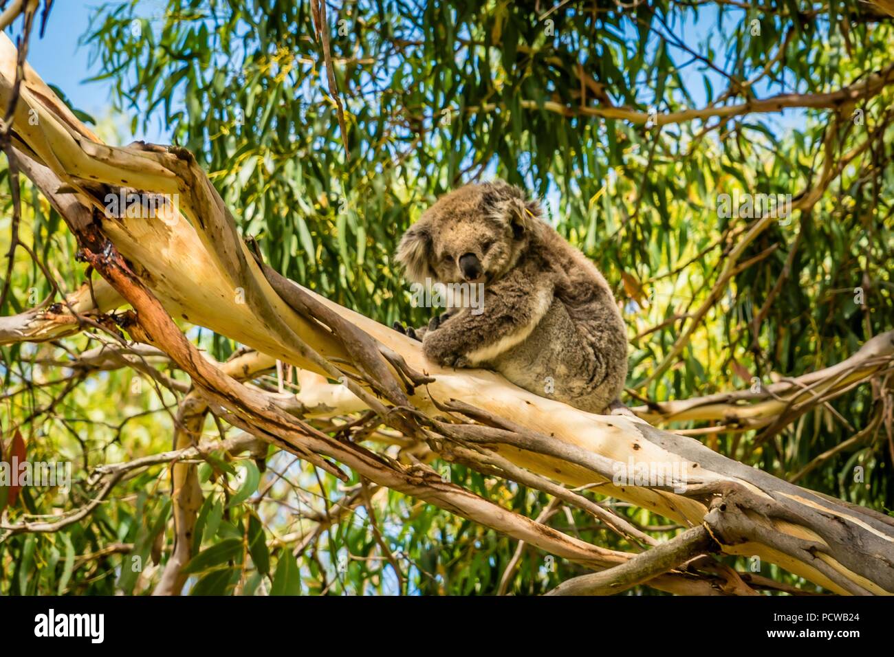 Koala resting australia hi-res stock photography and images - Alamy