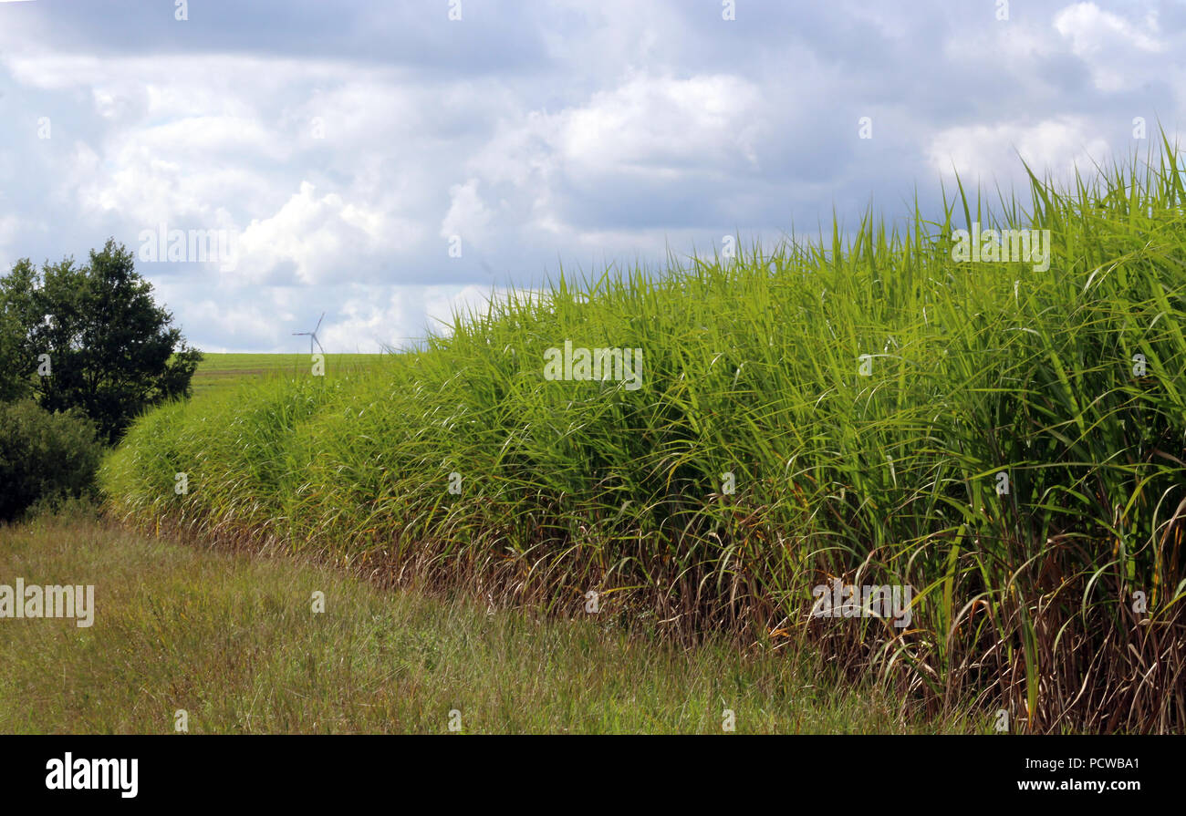 renewable energy, field with green elephant grass, wind turbine in background Stock Photo