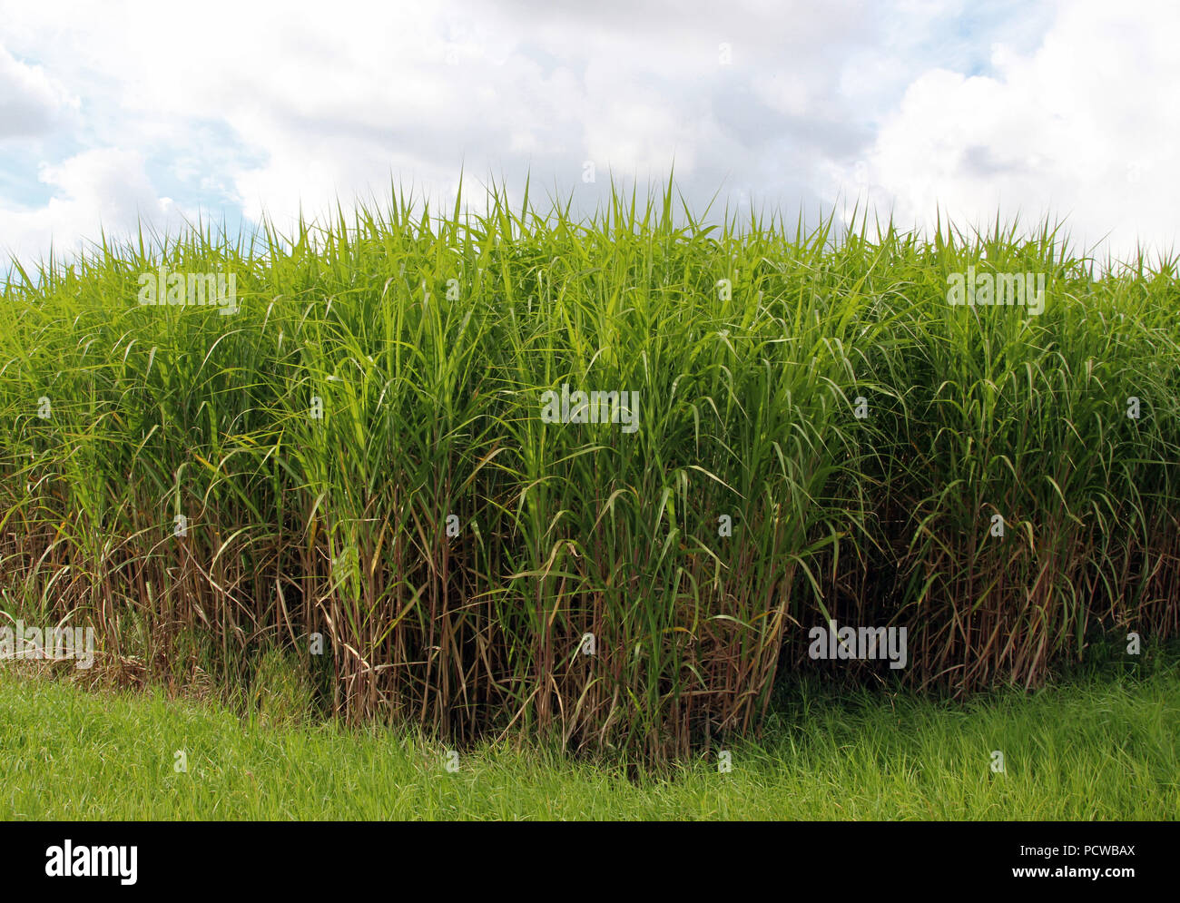 green field with elephant grass, miscanthus sinensis Stock Photo