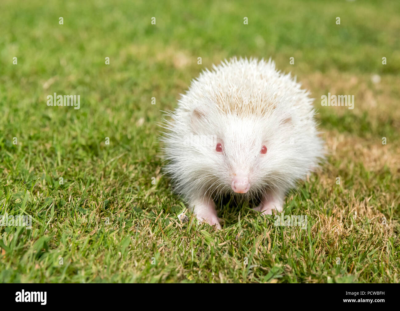 Hedgehog, wild, native, European hedgehog on green grass lawn facing forward.  Erinaceus europaeus. Horizontal. Stock Photo