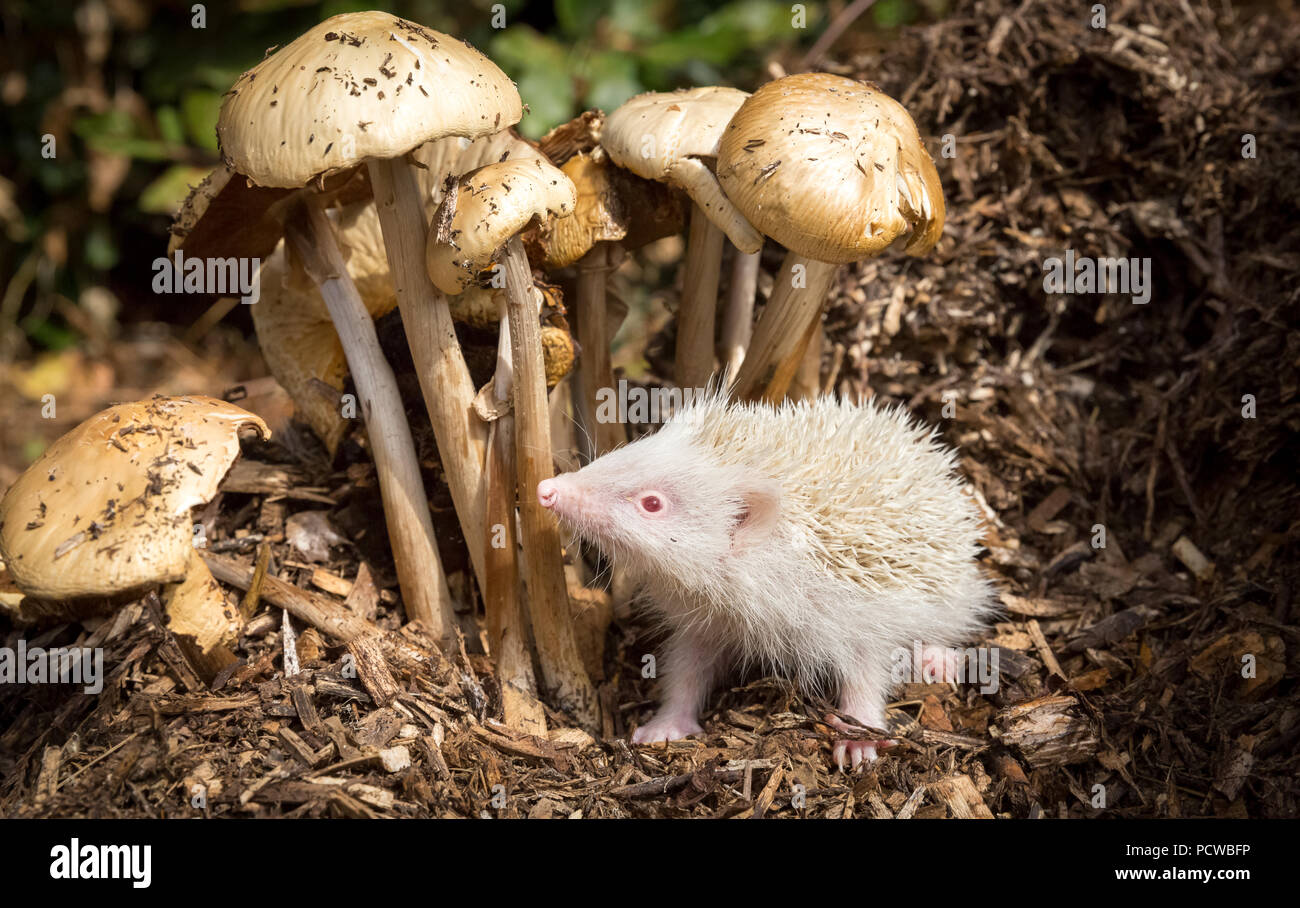 Hedgehogs, wild, European, rare, albino hedgehog with pure white spines and pink eyes standing beneath toadstools.  Erinaceus europaeus.  Horizontal Stock Photo