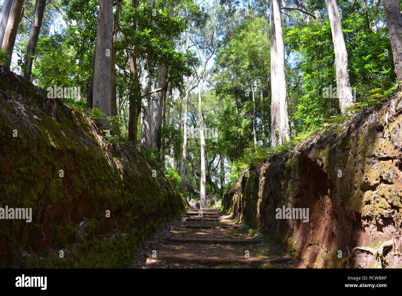 Tree lined path, Quinta do Santo da Serra, Santo da Serra, Santo