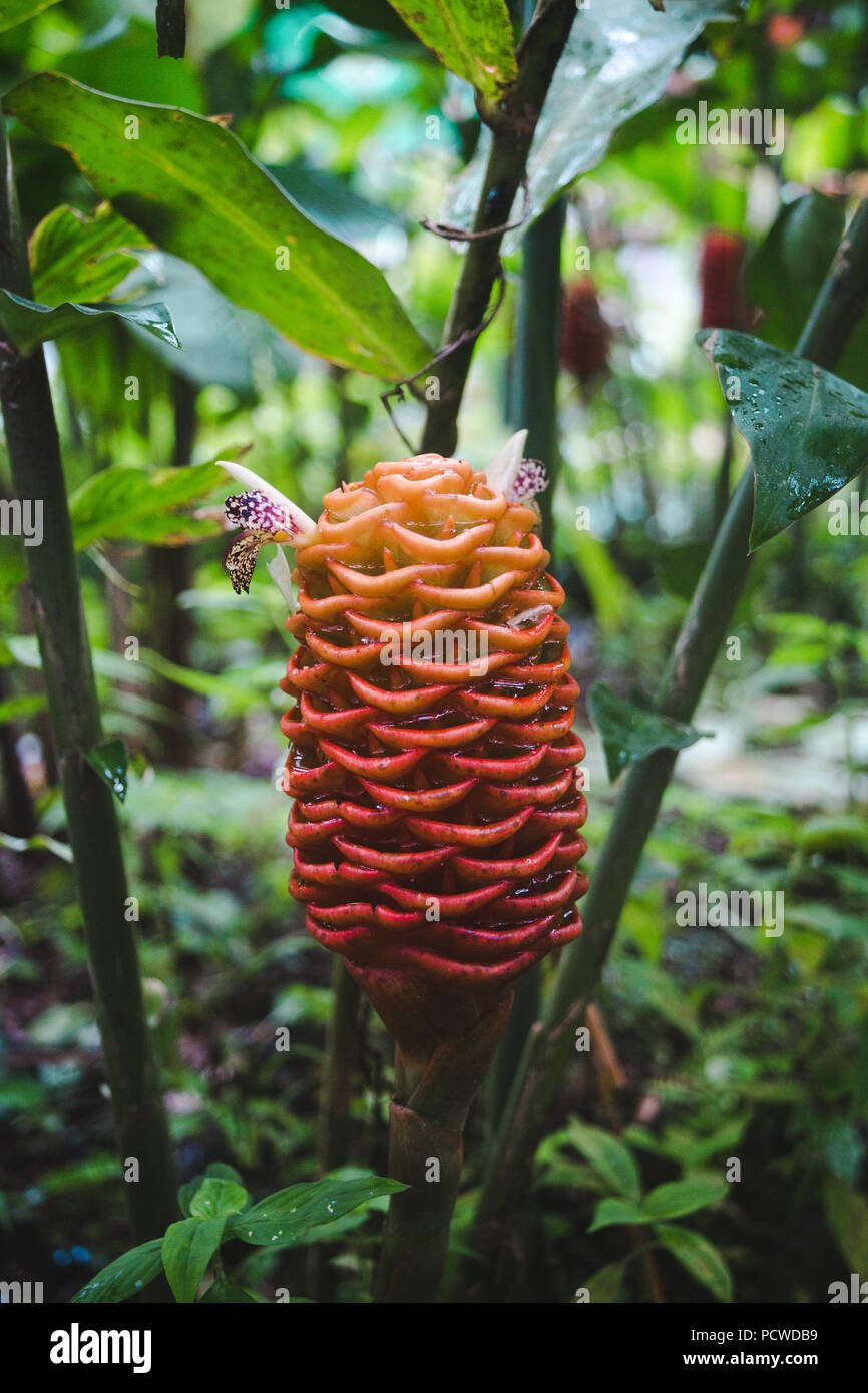 Orange and yellow Pinecone Ginger flower growing in a rainforest in Costa Rica Stock Photo