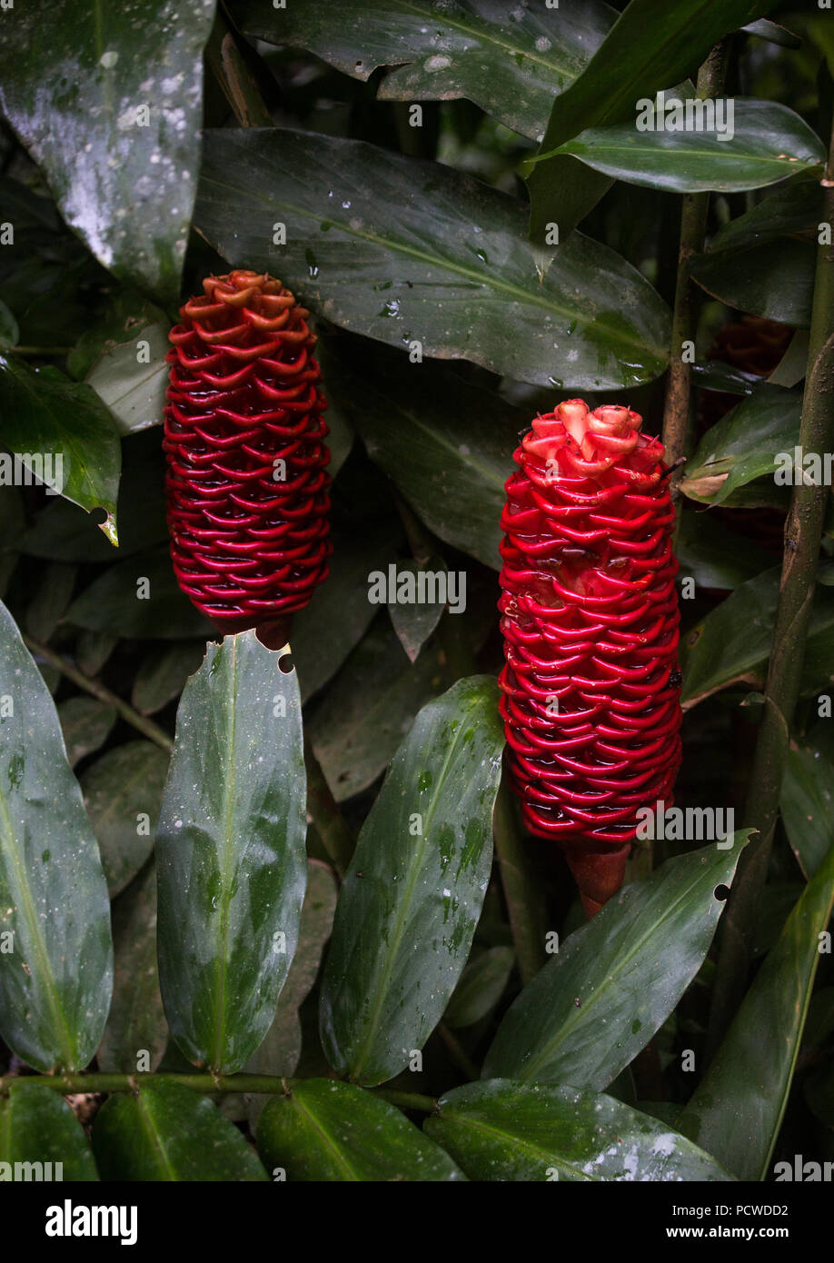 Orange and yellow Pinecone Ginger flower growing in a rainforest in Costa Rica Stock Photo