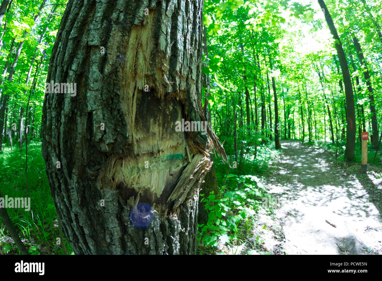 Broken tree in the forest. environmental concept Stock Photo