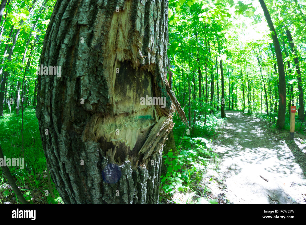 Broken tree in the forest. environmental concept Stock Photo