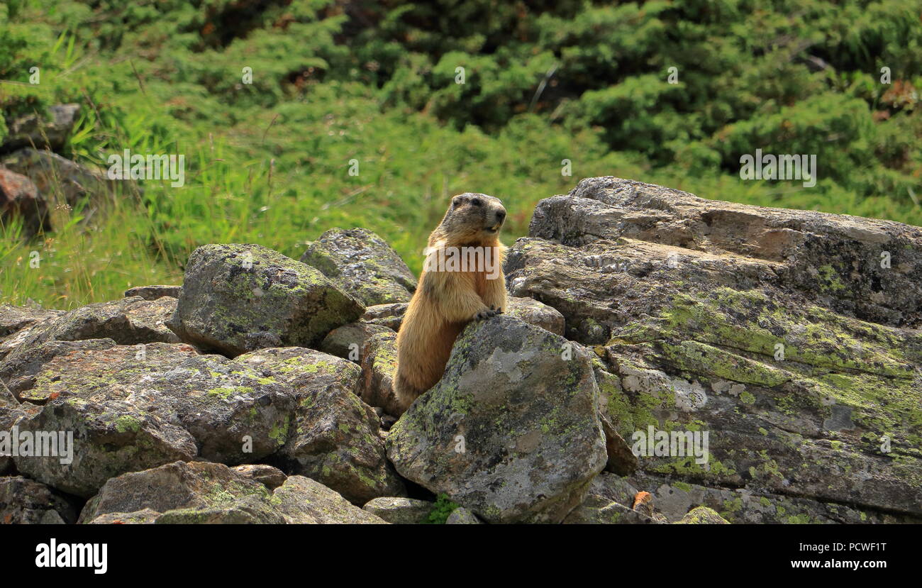 Alpine marmot in the wilderness of the Oetztal mountains in Tyrol, Austria. Stock Photo