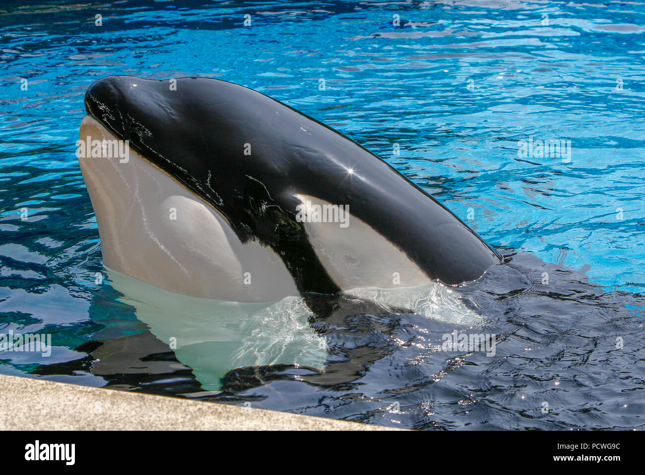 San Diego, CA/USA. June 25, 2007. Killer whales show in Sea World,. Sea