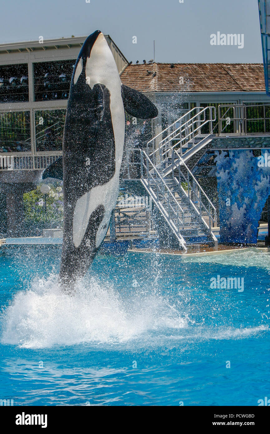 Killer Whale show at Sea World in San Diego Stock Photo Alamy