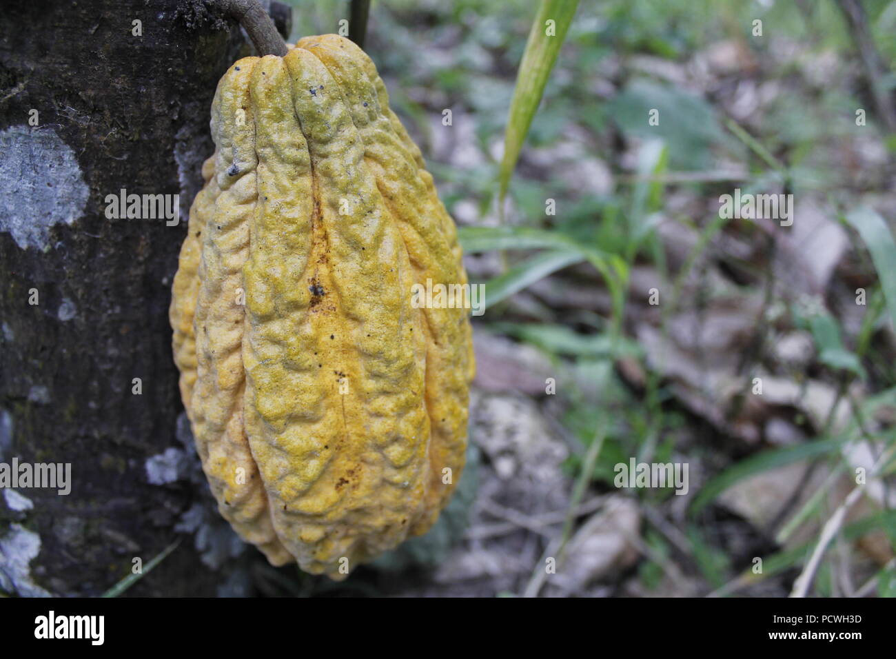 Cocoa fruit Stock Photo