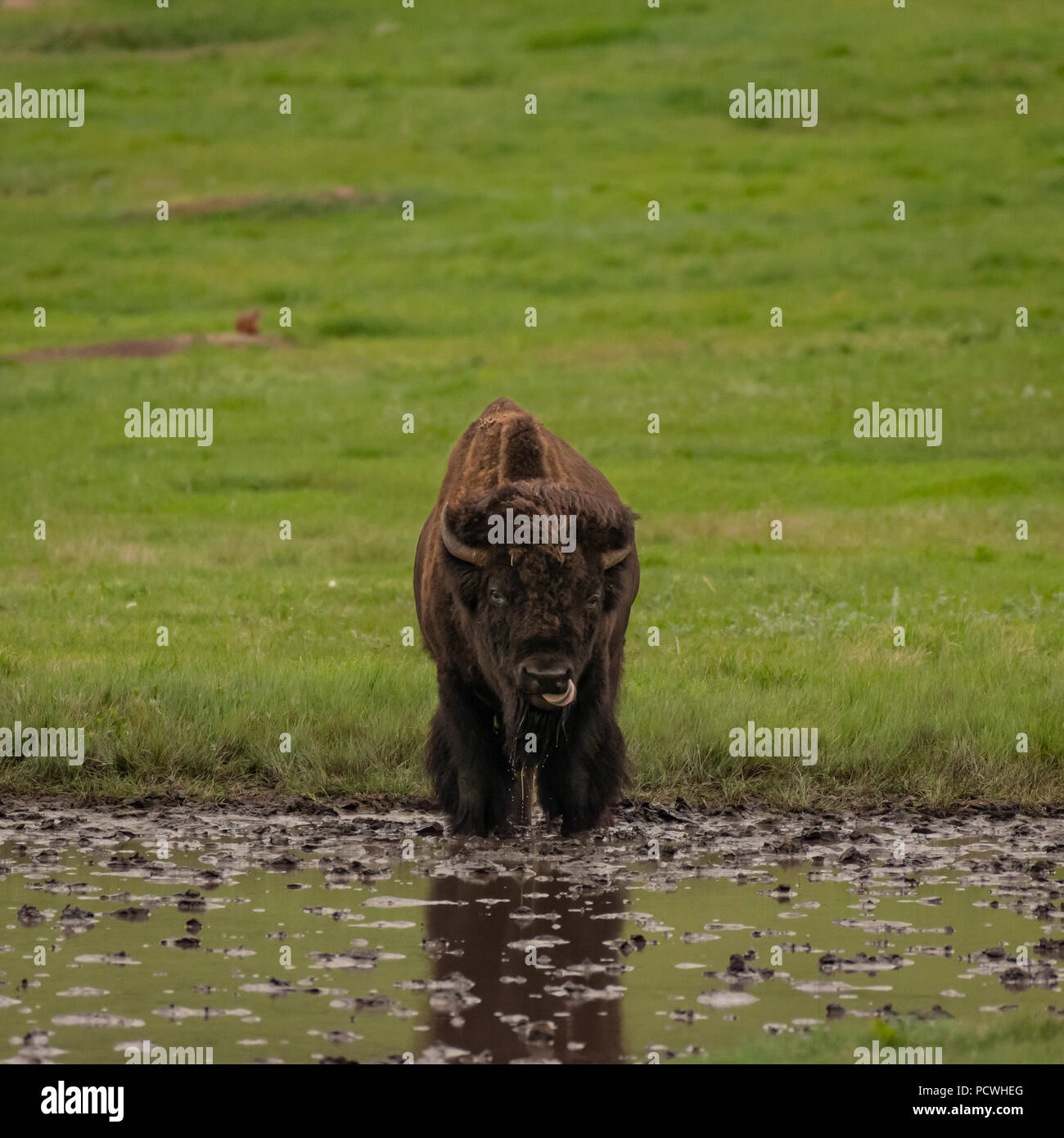 Bison buffalo horns tongue hi-res stock photography and images - Alamy
