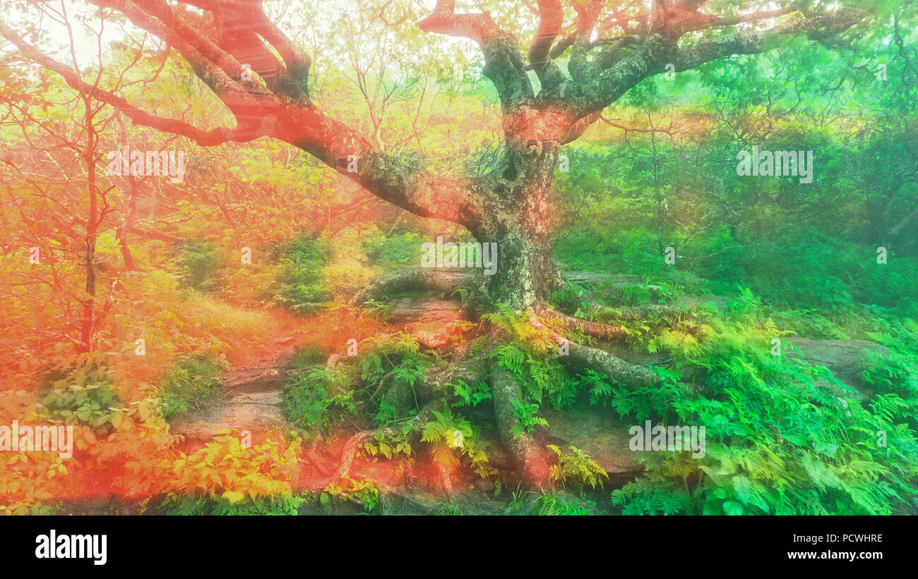 A psychedelic landscape view of gnarly Beech Tree Stock Photo - Alamy