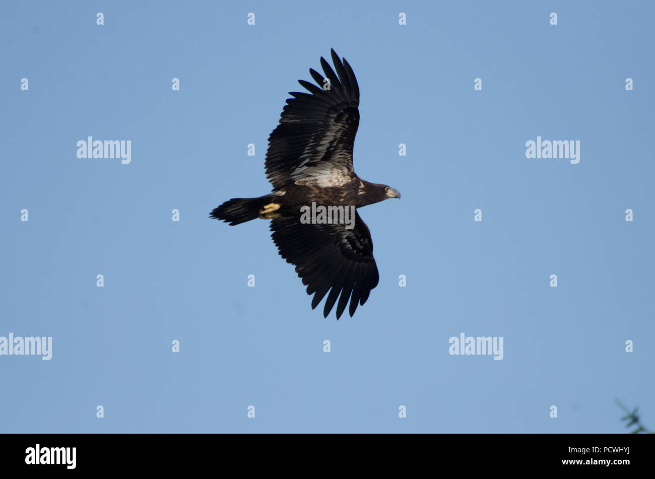 Juvenile Bald Eagle Stock Photo