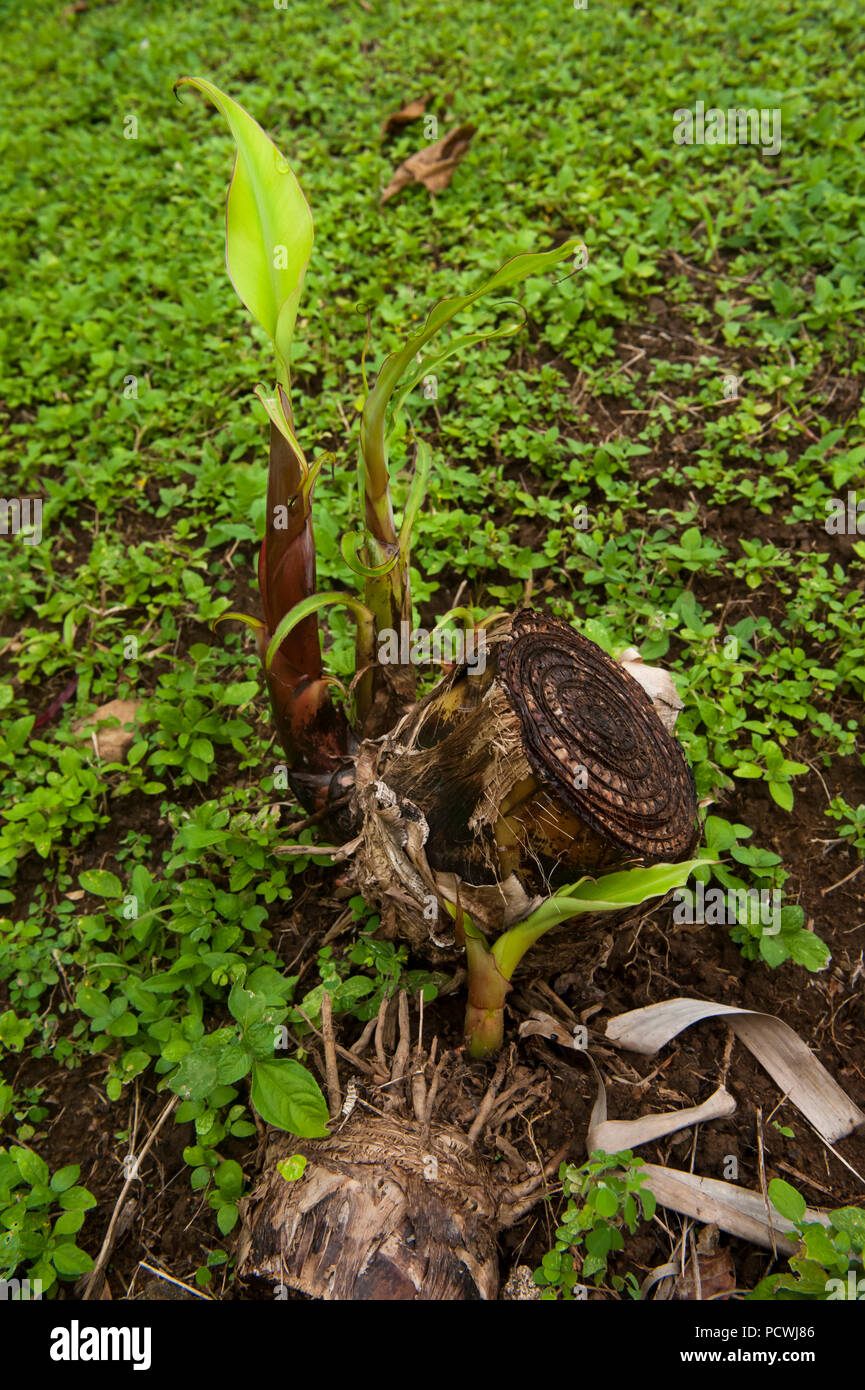 Three new banana palm trees sprouting from the stump of the old tree in a tropical garden Stock Photo
