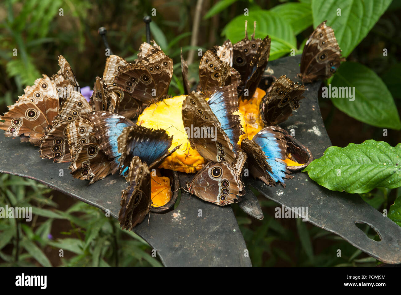 A crowd of hungry adult blue morpho butterflies surround a slice of pineapple to feed Stock Photo